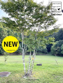 アオダモ（青?）大型：4m 12号 不織布 ポット苗 1鉢 コバノトネリコ アオタゴ トネリコ Fraxinus lanuginosa f. serrata