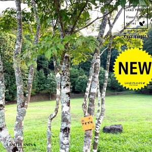 AI_i?j^F4m 12 sDz |bgc 1 RomglR AI^S glR Fraxinus lanuginosa f. serrata