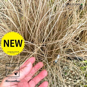 CgXXL ij^ 8 |bgc 1 CgXXL XXL XXL Miscanthus sinensis f. gracillimus