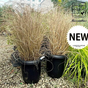 CgXXL ij^ 8 |bgc 1 CgXXL XXL XXL Miscanthus sinensis f. gracillimus