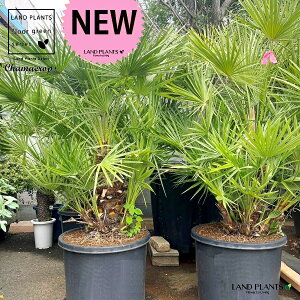 Vi`vXj 15 vX`bNc 1 Chamaerops humilis 'Vulcano'