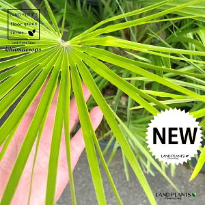 Vi`vXj 15 vX`bNc 1 Chamaerops humilis 'Vulcano'