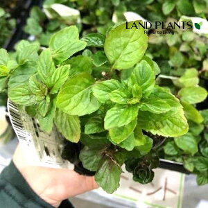 モヒートミント(イエルバブエナ) 3号 ポット苗 1鉢 モヒート ミント Mentha nemorosa