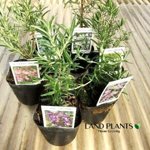 [Y}[ iiF܂2ij 3 |bgc 2 rosemary