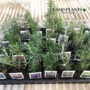 yP[X̔F28z [Y}[ i14iF܂~bNXj 3 |bgc 28 rosemary