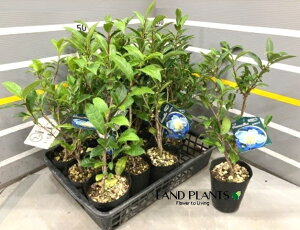 yP[X̔F15z ԂiuL^`j 4 |bgc 15 Mk Ԃ uL^ `mLi̖؁j Tea plant