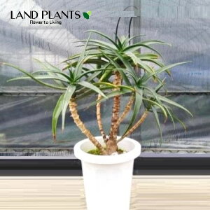 AGiXgAcj 8 vX`bN 1 AGXgAc Aloe striatula