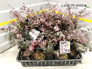 gL}TNiNrWj 4 |bgc 1 Loropetalum chinense 'kurobijin'
