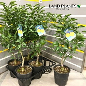 y݂̖؁z ݂i͂邩j 6 vX`bNc 1 ~J nJ ~JnJ  k ʎ qEKiciC. × tamuranaj× ic~JiC. × natsudaidaij