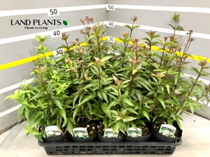 yP[X̔F15z [pgEitWoJ}j 4 vX`bNc 15 tWnJ}  Eupatorium japonicum Hagoromo