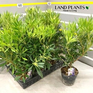 ELEAZrin؁j 4.5 vX`bNc 1 ILiAZrin؁j AZr n Pieris koidzumiana