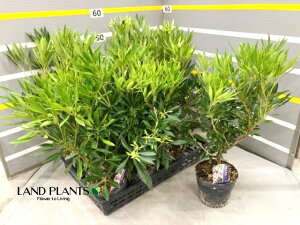 yP[X̔F11z ELEAZrin؁j 4.5 vX`bNc 11 ILiAZrin؁j AZr n Pieris koidzumiana