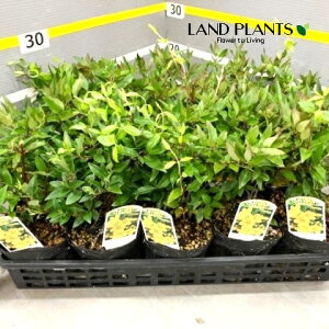 JCiWX~ 4 |bgc 1 CG[WX~ CujOgybg gybgt[ Ji\PC jZWX~ ZyBX Gelsemium sempervirens