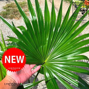 VirEVj 8 vX`bN 1 rEV V̖ VirE Livistona Chinensis