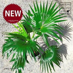 VirEVj 8 vX`bN 1 rEV V̖ VirE Livistona Chinensis