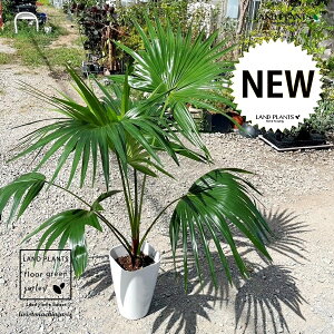 VirEVj 8 vX`bN 1 rEV V̖ VirE Livistona Chinensis