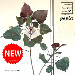 |vip[v^[j120cm 7 |bgc 1 k k |v̖ |v̎ nRiM }iV @ZCEnRiM poplar Populus