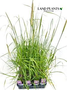 yP[X̔F28z yjZ^i}NEEe[tFU[j28 3.5 |bgcCl yjZ^ `JVo Pennisetum macrourum 'Tail Feathers'