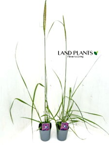 yjZ^i}NEEe[tFU[j1 3.5 |bgc Cl yjZ^ `JVo Pennisetum macrourum 'Tail Feathers'