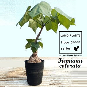 tB~AiiR[^j 5 vX`bN 1 򍪐A R[fbNX tB~AiR[^ Firmiana colorata