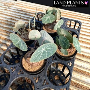 yP[X̔F4z Xet@jAiJEGTL[j 3 vX`bN 4 Xet@jAJEGTL[ Stephania Kaweesakii