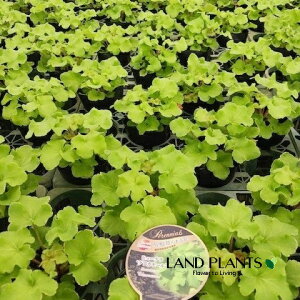 M{EViOAJ[FOAJ[j 4 |bgc 1 zX^ M{ ^Li Hosta eGuacamolef