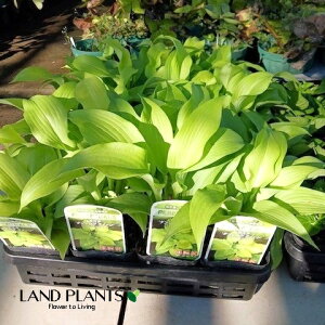 M{EVi_VONB[j 3.5 |bgc 1 zX^ M{ ^Li Hosta 'Dancing Queen'