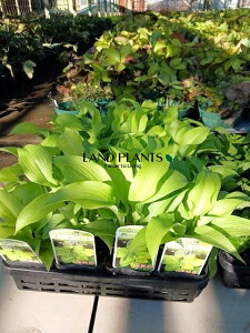 yP[X̔F24z M{EVi_VONB[j 3.5 |bgc 24 zX^ M{ ^Li Hosta 'Dancing Queen'