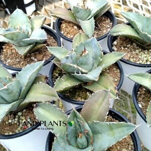 yP[X̔F18z AKxizCgACYFzCgACXj 3 |bgc 18 `^m^ AGzCgACY Agave 'White Ice'
