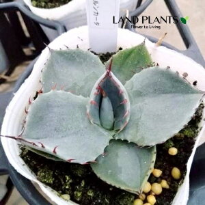 AKxipBgJ[^j 3 |bgc 1 p[gJ[^ p[ gJ[^ Agave parryi var. truncata