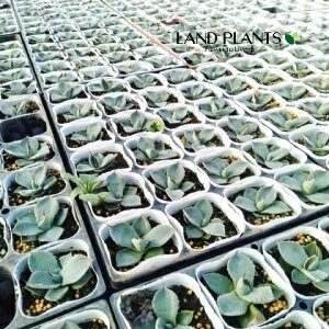 yP[X̔F24z AKxipBgJ[^j 3 |bgc 24 p[gJ[^ p[ gJ[^ Agave parryi var. truncata