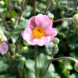 HeFVECMNitBAj isNj 3.5 |bgc 1 LulMNiMDej Anemone hupehensis var. japonica Japanese thimbleweed Japanese anemone