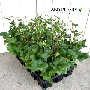 yP[X̔F15z HeFVECMNitBAj isNj 3.5 |bgc 15 LulMNiMDej Anemone hupehensis var. japonica Japanese thimbleweed Japanese anemone