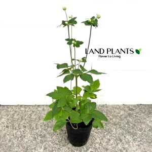 HeFVECMNidj izCgj 3.5 |bgc 1 LulMNiMDej Anemone hupehensis var. japonica Japanese thimbleweed Japanese anemone