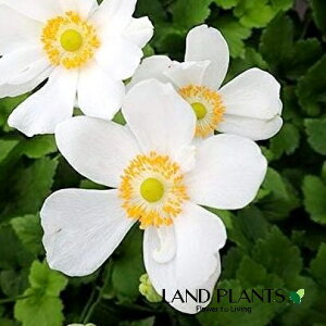 HeFVECMNidj izCgj 3.5 |bgc 1 LulMNiMDej Anemone hupehensis var. japonica Japanese thimbleweed Japanese anemone