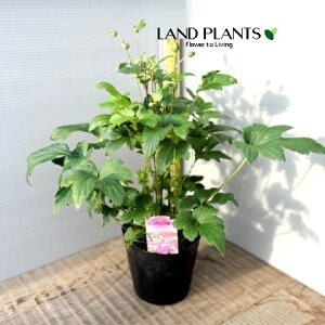HeFVECMNi`{j isNj 4 |bgc 1 LulMNiMDej Anemone hupehensis var. japonica Japanese thimbleweed Japanese anemone