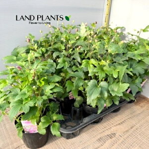 yP[X̔F11z HeFVECMNi`{j isNj 4 |bgc 11 LulMNiMDej Anemone hupehensis var. japonica Japanese thimbleweed Japanese anemone
