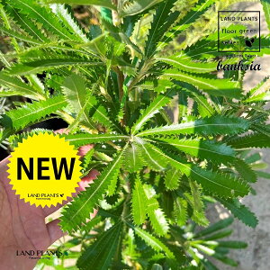 oNVAiZ[^j 10 vX`bN 1 oNVAZ[^ Banksia serrata