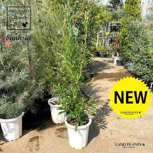 oNVAiZ[^j 10 vX`bN 1 oNVAZ[^ Banksia serrata