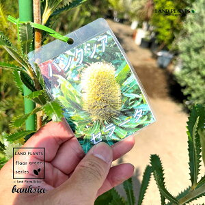 oNVAiZ[^j 10 vX`bN 1 oNVAZ[^ Banksia serrata