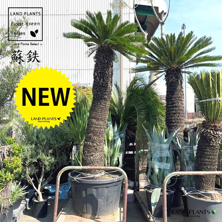 楽天市場】ソテツ・蘇鉄（巨木）極太 3.5m Cycas revoluta : LAND 