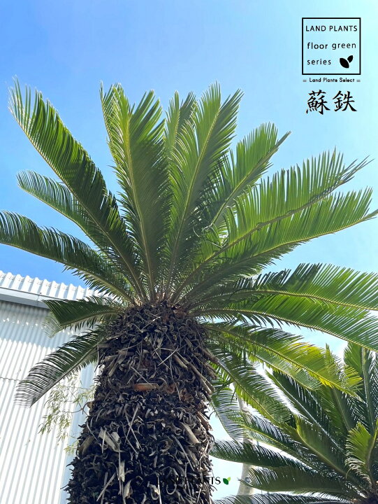 楽天市場】ソテツ・蘇鉄（巨木）極太 3.5m Cycas revoluta : LAND 
