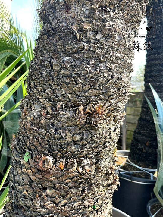 楽天市場】ソテツ・蘇鉄（巨木）極太 3.5m Cycas revoluta : LAND 