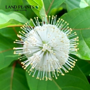 Zt@TXi[Cgt@^W[j 3.5 |bgc 1 AJ^j^m AJ}^}KT ^}KTmL {^ubV Cephalanthus occidentalis 'Moonlight Fantasy'