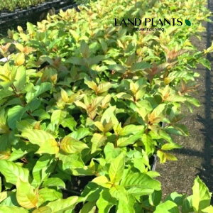 yP[X̔F24z Zt@TXi[Cgt@^W[j 3.5 |bgc 24 AJ^j^m AJ}^}KT ^}KTmL {^ubV Cephalanthus occidentalis 'Moo