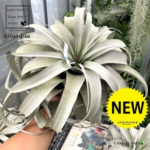 `WAiLZOtBJFj 3LTCY c 1 GA[vc GAvc eBWA Tillandsia xerographica
