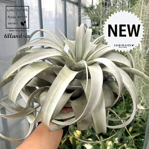 `WAiLZOtBJFj 3LTCY c 1 GA[vc GAvc eBWA Tillandsia xerographica