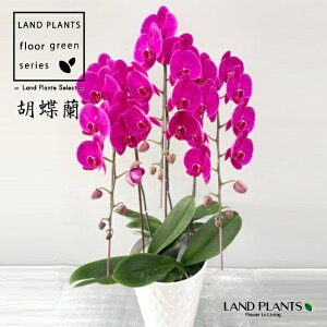 R`Ei~jӒFgEKVj 8.5 픫 1 H90cm Ӓ 傤   t@mvVXhemvVX DoritaenopsisiDtps.j