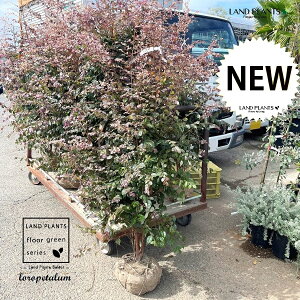 gL}TNiʁFj 170cm Q c 1 ֖ ֖ Loropetalum chinense 'kurobijin'