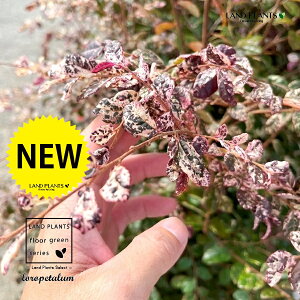 gL}TNiʁFj 170cm Q c 1 ֖ ֖ Loropetalum chinense 'kurobijin'